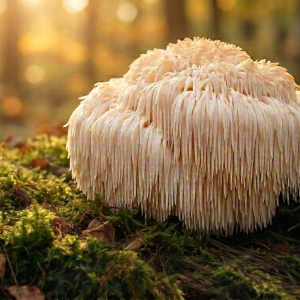 Lions Mane Powder
